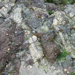 Geologists' paradise - Coverack Beach