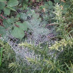 Raindrops on a spider's nest - Coverack
