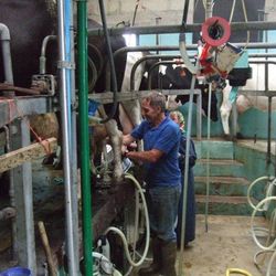 Trewillis Farm Dairy