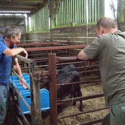 Discussing the calves on the farm