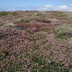 Heather at Kynance Cove