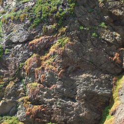 Stonecrop on the cliffs - Lizard