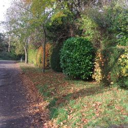 Up the lane