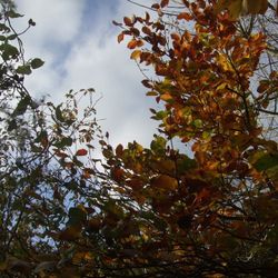 Through the branches overhead