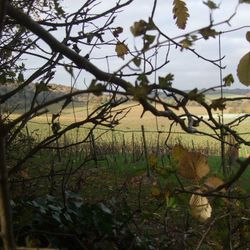 Looking across Denbies'