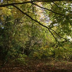 In the quietness of the woods