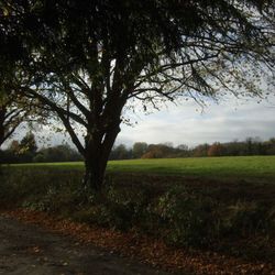 Across the Ten Acre Field