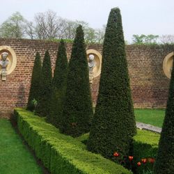 Shaped Yew, Hedged Box - Ham House
