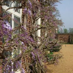 Wisteria from The Orangery - Ham House