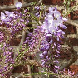 Ham House Wisteria