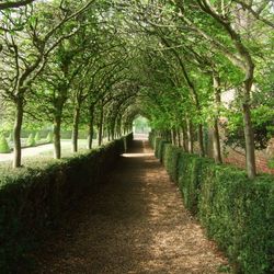The Avenue alongside the Cherry Garden, Ham House