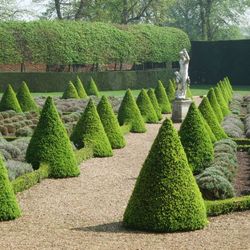 Santolinas and lavender in the Cherry Garden - Ham House