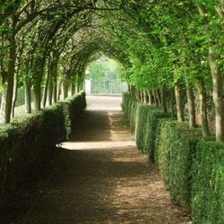 Interlaced lime in The Avenue, Cherry Garden - Ham House