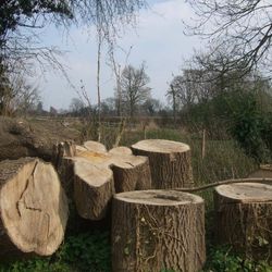 Woodland management - Ightham Mote