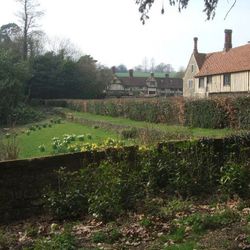 Early spring daffodils - Ightham Mote